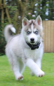 Freddie puppy