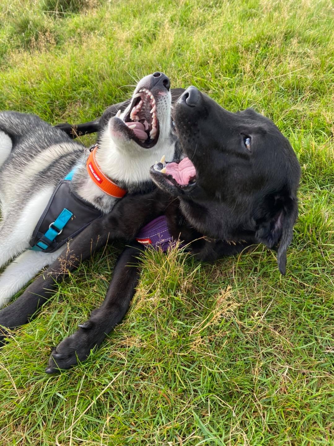 Love & Happiness - PARPS Pack Walk